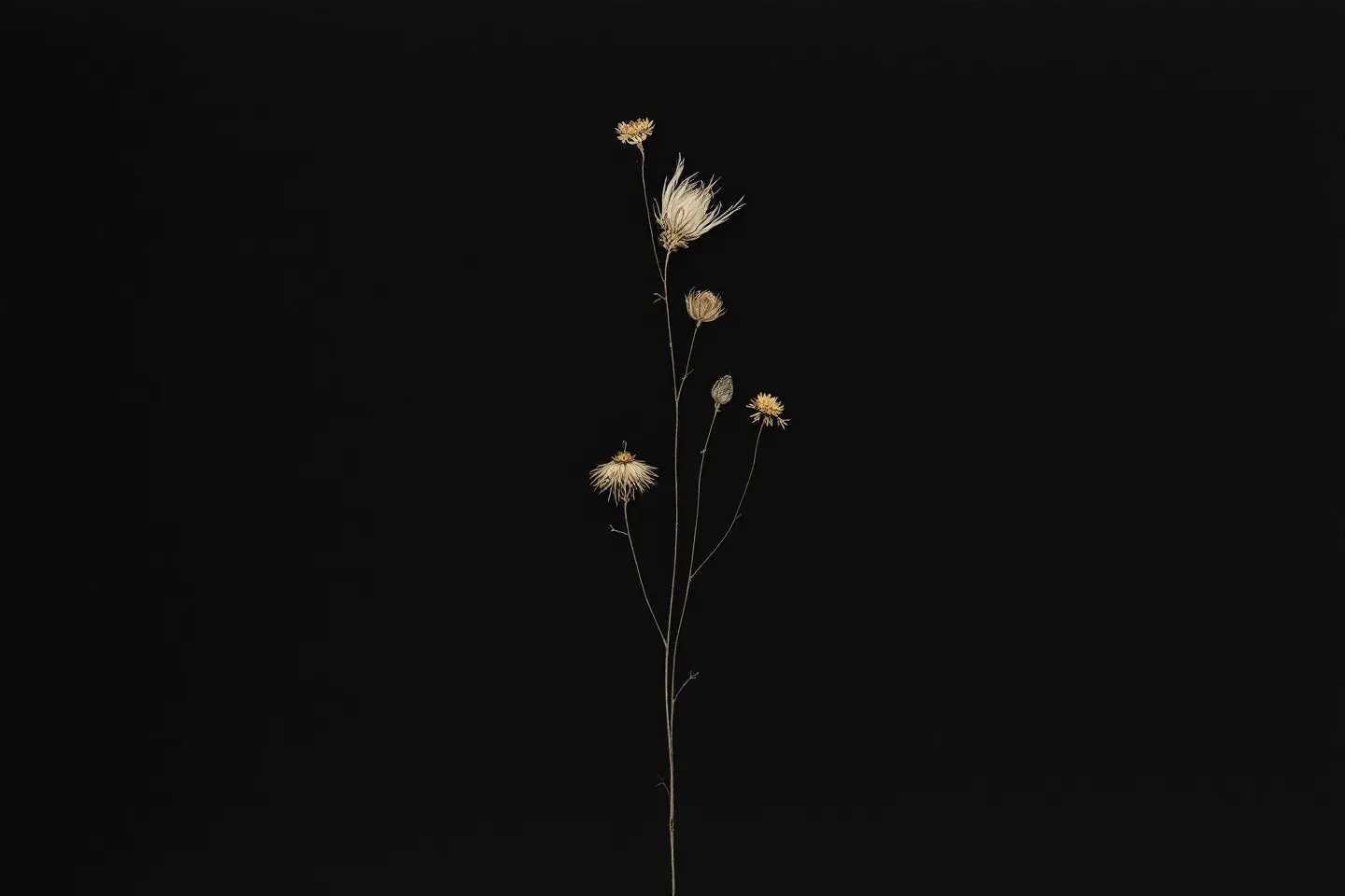 Abstract dark herbarium column of desaturated pressed seed-pod silhouettes on near-black with a single gold vertical rule